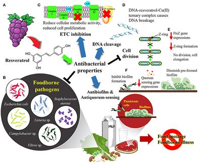 Resveratrol—Potential Antibacterial Agent against Foodborne Pathogens